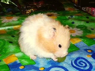 Daisy